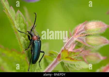 Insekt auf wilde Blume, Berchtesgadener Nationalpark, Bayern, Deutschland Stockfoto