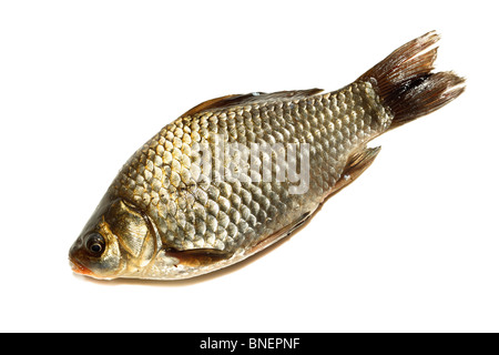 Süßwasserfische vor weißem Hintergrund. Stockfoto