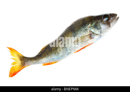 Süßwasserfische vor weißem Hintergrund. Stockfoto