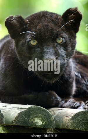 Schwarzer Jaguar Cub, Beauval zoo Stockfoto