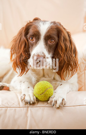 Leber und weißen English Springer Spaniel Gun Gebrauchshund Verlegung auf einem Ledersofa in einem Haus mit einem Tennisball Stockfoto