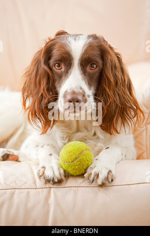 Leber und weißen English Springer Spaniel Gun Gebrauchshund Verlegung auf einem Ledersofa in einem Haus mit einem Tennisball Stockfoto