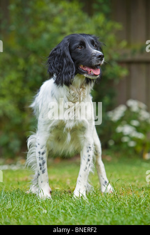 Ein Porträtfoto von einen schwarzen und weißen English Springer Spaniel Jagdhund stehen auf dem Rasen außerhalb arbeiten Stockfoto