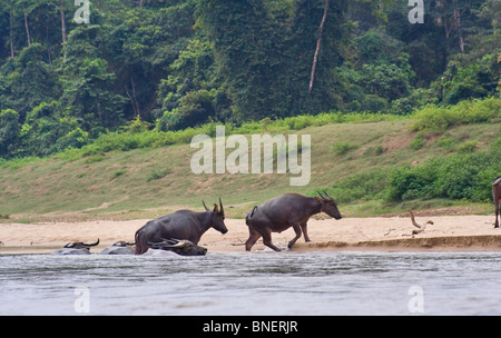 Inländische Wasserbüffel an einem Fluss in Taman Negara Nationalpark, Malaysia Stockfoto