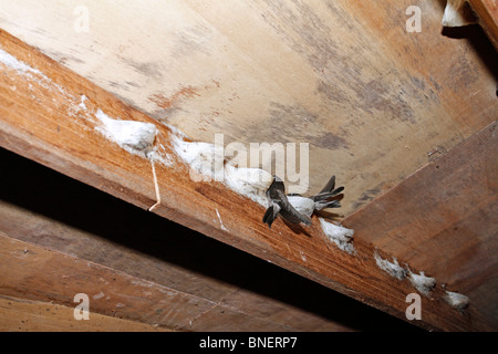 SWIFT nisten in einem Gebäude. Das Nest wird zur Herstellung von Vogel nisten Suppe verwendet. Stockfoto