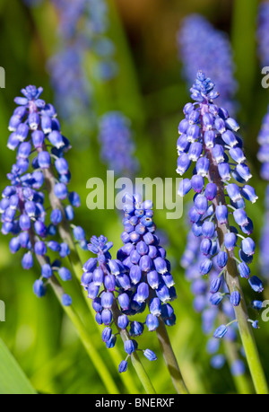 Blaue Traubenhyazinthen (Muscari) in Blüte. Sussex, England, Großbritannien Stockfoto