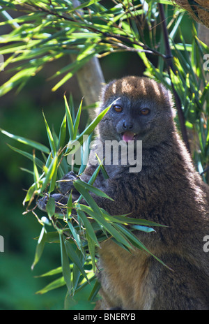 Alaotran sanfte Lemur (Hapalemur alaotrensis) essen Bambusblätter Stockfoto