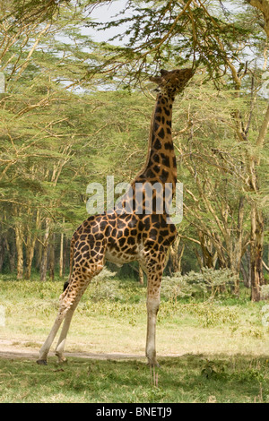 Rothschild-Giraffen (Giraffa Plancius Rothschild) Stockfoto