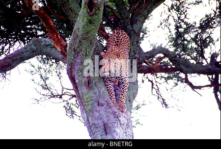 Ein Leopard in einem Baum in der Masai Mara Nationalpark, Kenia Erhebungen die Savanne vor dem Abstieg. Stockfoto