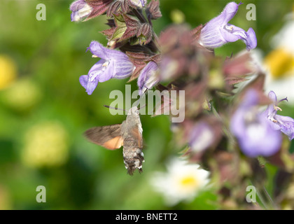 während des Fluges Humming Bird Hawk-Moth schwebt und das Sammeln von Necter aus Foodplant, fotografiert in La Manche, Normandie Halbinsel Stockfoto