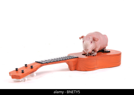 Nagetier Musiker an der Gitarre Stockfoto