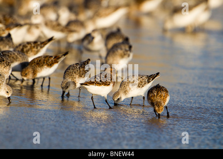 Sanderling; Calidris Alba; Fütterung am Ufer; Cornwall Stockfoto