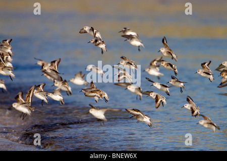 Sanderling; Calidris Alba; im Flug; Cornwall Stockfoto