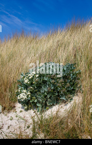 Seekohl; Crambe Maritima; Cornwall Stockfoto