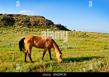 US-Kernland umfasst, "Farmscapes", Ranchland, staubige Straßen, Rasen landet, Rinder, Pferde, rotem Lehm, roten Schmutz und verwüsteten Gebiete Stockfoto