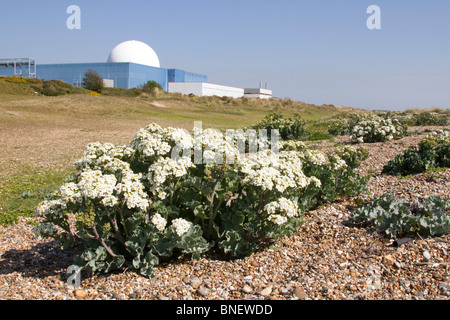 Seekohl; Crambe Maritima; Sizewell; Suffolk Stockfoto