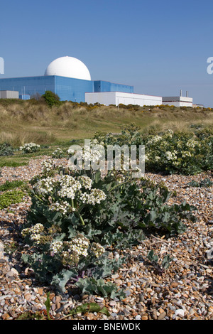 Seekohl; Crambe Maritima; Sizewell; Suffolk Stockfoto