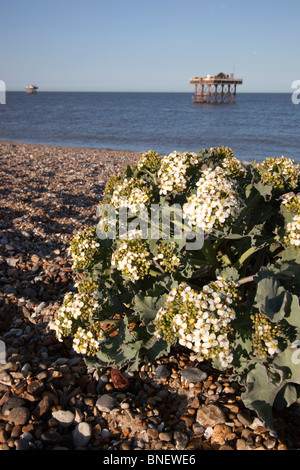 Seekohl; Crambe Maritima; Sizewell; Suffolk Stockfoto