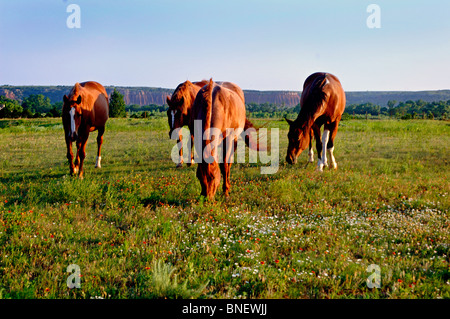 US-Kernland umfasst, "Farmscapes", Ranchland, staubige Straßen, Rasen landet, Rinder, Pferde, rotem Lehm, roten Schmutz und verwüsteten Gebiete Stockfoto