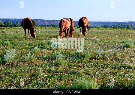 US-Kernland umfasst, "Farmscapes", Ranchland, staubige Straßen, Rasen landet, Rinder, Pferde, rotem Lehm, roten Schmutz und verwüsteten Gebiete Stockfoto