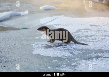 Junge europäische Otter (Lutra Lutra) über einen gefrorenen Fluss in Kajaani, Finnland im Februar bei Temp. Minus 38 ° C Stockfoto