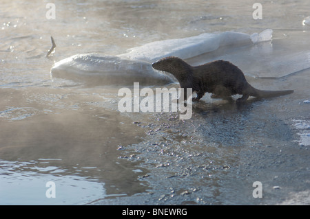 Junge europäische Otter (Lutra Lutra) über einen gefrorenen Fluss in Kajaani, Finnland im Februar bei Temp. Minus 38 ° C Stockfoto