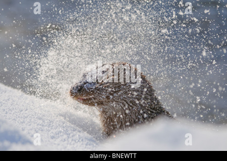 Junge europäische Otter (Lutra Lutra) über einen gefrorenen Fluss in Kajaani, Finnland im Februar bei Temp. Minus 38 ° C Stockfoto