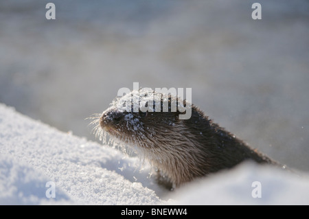 Junge europäische Otter (Lutra Lutra) über einen gefrorenen Fluss in Kajaani, Finnland im Februar bei Temp. Minus 38 ° C Stockfoto