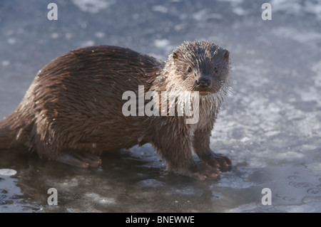 Junge europäische Otter (Lutra Lutra) über einen gefrorenen Fluss in Kajaani, Finnland im Februar bei Temp. Minus 38 ° C Stockfoto