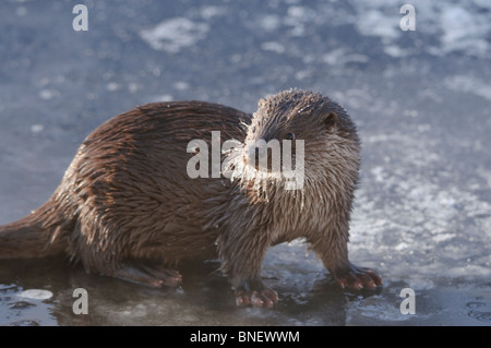 Junge europäische Otter (Lutra Lutra) über einen gefrorenen Fluss in Kajaani, Finnland im Februar bei Temp. Minus 38 ° C Stockfoto