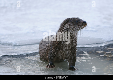 Junge europäische Otter (Lutra Lutra) über einen gefrorenen Fluss in Kajaani, Finnland im Februar bei Temp. Minus 38 ° C Stockfoto