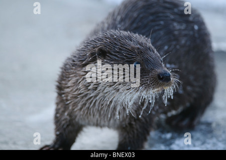 Junge europäische Otter (Lutra Lutra) über einen gefrorenen Fluss in Kajaani, Finnland im Februar bei Temp. Minus 38 ° C Stockfoto