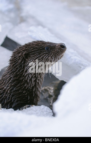 Junge europäische Otter (Lutra Lutra) über einen gefrorenen Fluss in Kajaani, Finnland im Februar bei Temp. Minus 38 ° C Stockfoto