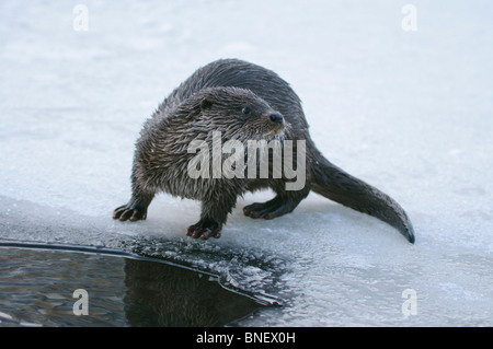 Junge europäische Otter (Lutra Lutra) über einen gefrorenen Fluss in Kajaani, Finnland im Februar bei Temp. Minus 38 ° C Stockfoto