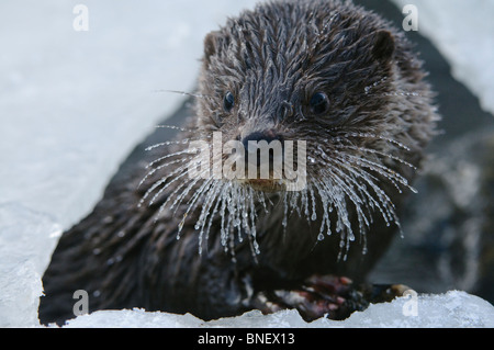 Junge europäische Otter (Lutra Lutra) über einen gefrorenen Fluss in Kajaani, Finnland im Februar bei Temp. Minus 38 ° C Stockfoto