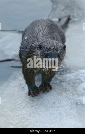 Junge europäische Otter (Lutra Lutra) über einen gefrorenen Fluss in Kajaani, Finnland im Februar bei Temp. Minus 38 ° C Stockfoto