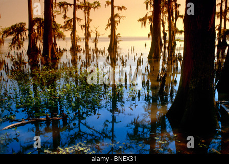 Atchafalaya Swamp mit kahle Zypresse Bäume in surreale Licht wo die größte Sumpf in den Golf von Mexiko öffnet, bevor Öl zu verschütten Stockfoto