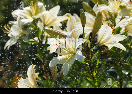 Lilly in der Regen-Backlited von der Sonne Stockfoto