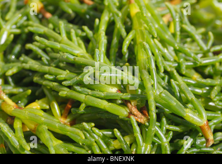 Nahaufnahme von frisch gepflückten Norfolk Queller. Stockfoto