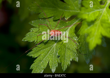 Daddy Long-Legs Spinne Fütterung auf Eintagsfliegen im Frühjahr, Bundesstaat New York Stockfoto