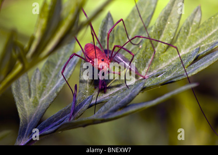 Daddy Long-Legs Spinne Fütterung auf Eintagsfliegen im Frühjahr, Bundesstaat New York Stockfoto