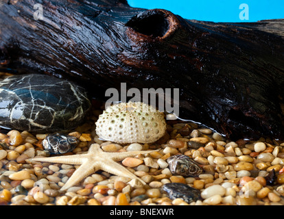 Pebble Beach-Szene mit Muscheln und Steinen mit log Stockfoto