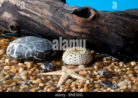 Pebble Beach-Szene mit Muscheln und Steinen mit log Stockfoto