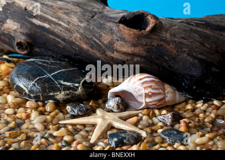 Pebble Beach-Szene mit Muscheln und Steinen mit log Stockfoto