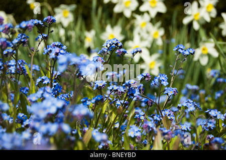 Vergissmeinnicht und Narzissen Stockfoto