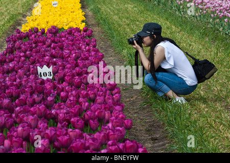 Tulip Time Festival Dutch Holland MI in USA junge Frau macht Bilder Messe US Amerika Lifestyle Alltag ländliche Landschaft Natur Hi-res Stockfoto