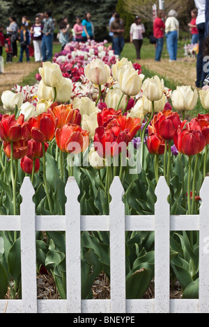 Tulip Time Festival Niederländisch in Holland Michigan MI in den USA USA Menschen auf der Veldheer Public Garden Messe Lifestyle Landschaft Natur vertikal Hi-res Stockfoto