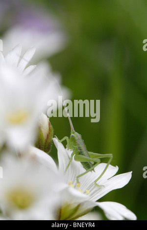 Eine gesprenkelte Bush-Cricket-Nymphe (Leptophyes Punctatissima) Stockfoto