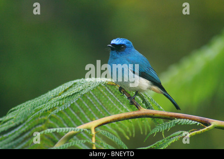 Indigo Flycatcher (Eumyias indigo), Mount Kinabalu National Park, Sabah, Malaysia Stockfoto