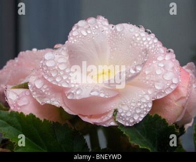 Regentropfen und Tautropfen auf einem rosa Begonie in voller Blüte, so dass einem schönen zarten Blumenmuster gebildet Stockfoto